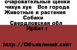 очаровательные щенки чихуа-хуа - Все города Животные и растения » Собаки   . Свердловская обл.,Ирбит г.